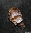 Club Wielding Ankylosaurus Tooth From Montana #1500-1